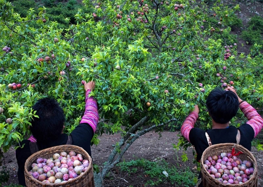 Sơn La đang trở thành “vựa trái cây” của vùng TDMNBB và của cả nước.