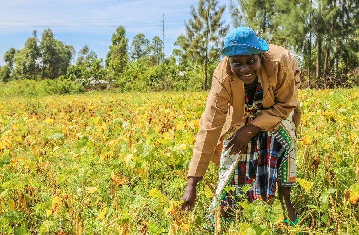 Nông dân Kenya chuyển đổi từ trồng cây thuốc lá sang trồng các loại cây hoa màu