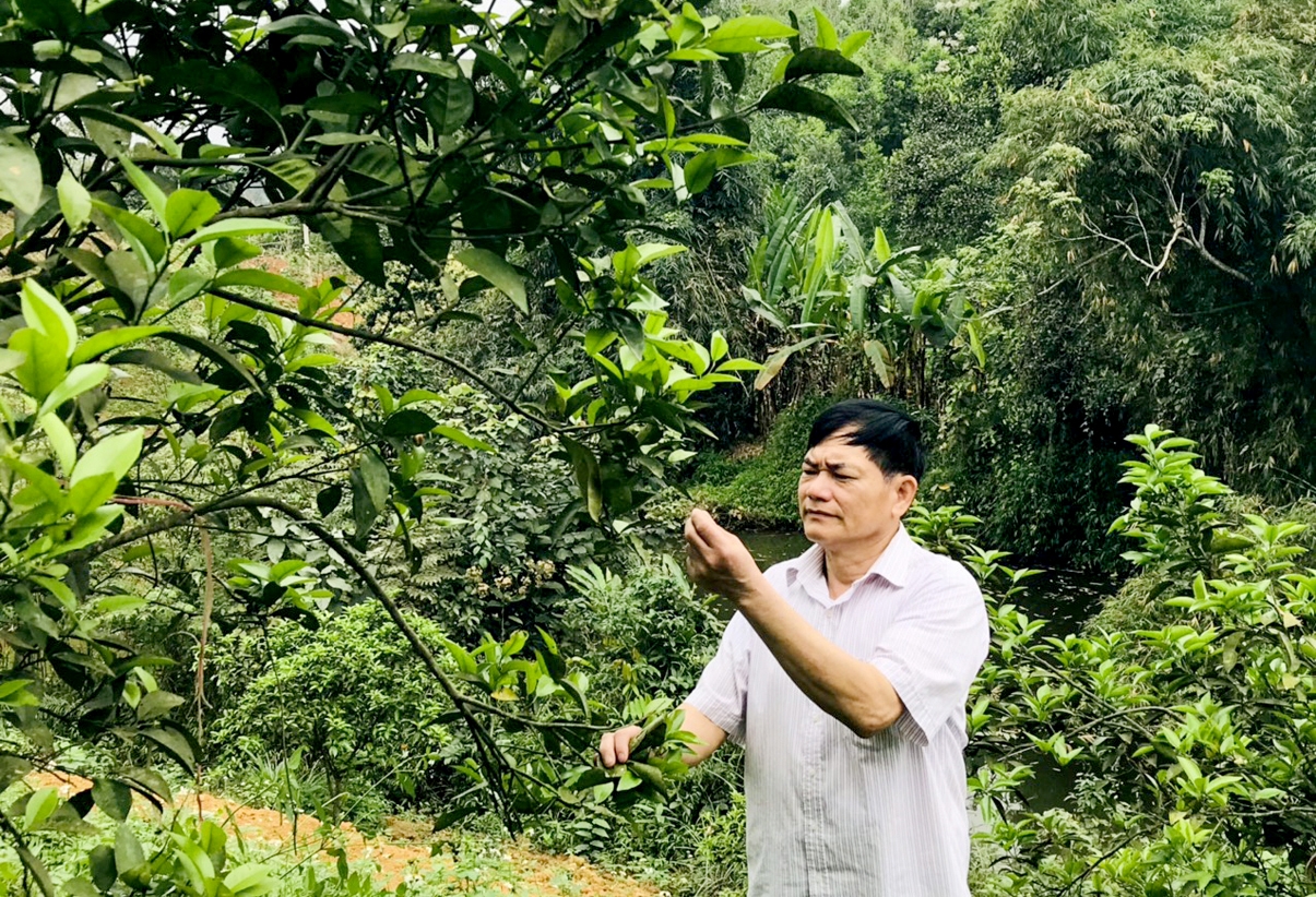 Ông Hà Văn Nhớ, Người có uy tín ở thôn Lung Cu, xã Quang Minh (Bắc Quang – Hà Giang) chăm sóc cây ăn quả của gia đình