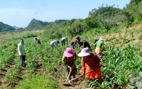 Đội ngũ Người có uy tín trong đồng bào DTTS Hà Giang đã tích cực vận động đồng bào chuyển đổi cây trồng, phát triển kinh tế