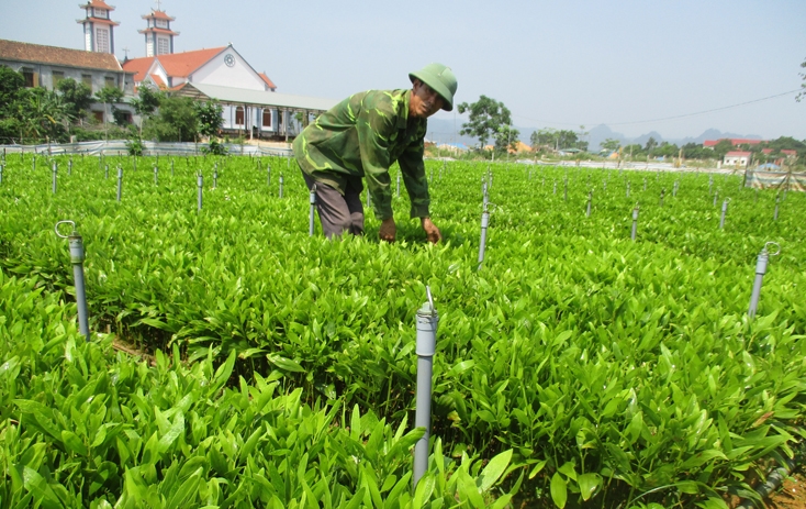 Giáo dân Trần Văn Bường với mô hình ươm cây giống và trồng rau quả sạch VietGAP đang phát huy hiệu quả kinh tế