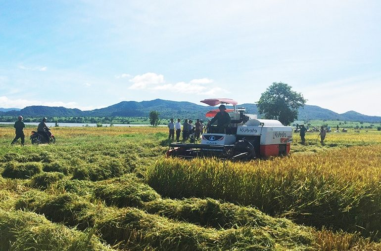 Nông dân xã Ea Lâm phấn khởi thu hoạch mùa lúa nước đầu tiên. (Ảnh: Văn Thùy)