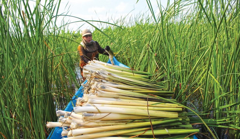 Bồn bồn là loại cây mang lại hiệu quả kinh tế cao cho nông dân Cà Mau
