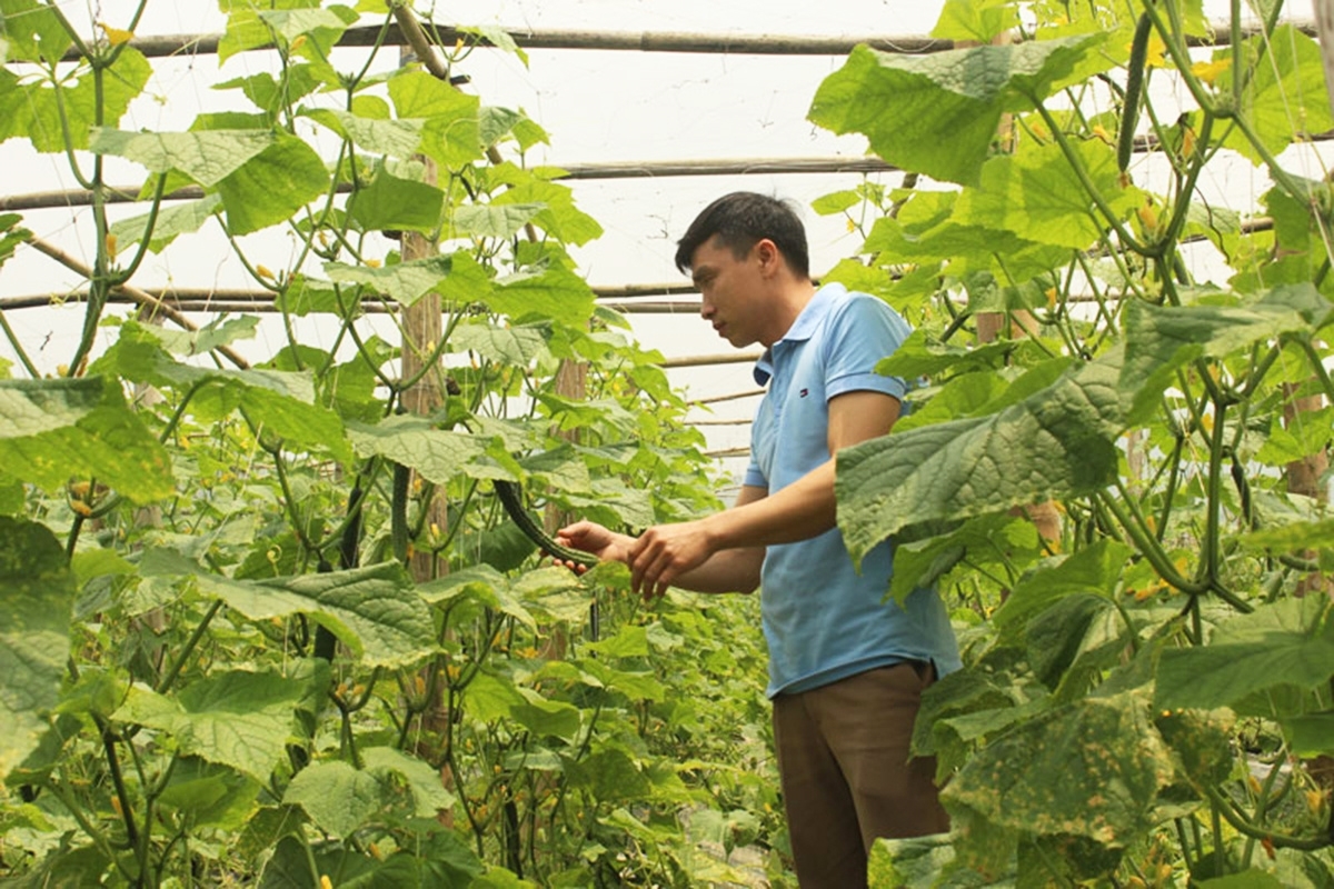 Giám đốc HTX Nông nghiệp Xanh Kim Bôi Bùi Thanh Sơn kiểm tra chất lượng cây dưa chuột Nhật.