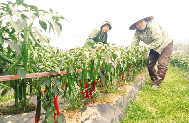 Mô hình trồng ớt xuất khẩu ở xã Thượng Bì. 