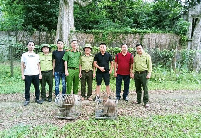 Trung tâm Cứu hộ và Bảo tồn động, thực vật hoang dã quý hiếm Cúc Phương tiếp nhận 2 cá thể khỉ đuôi lợn