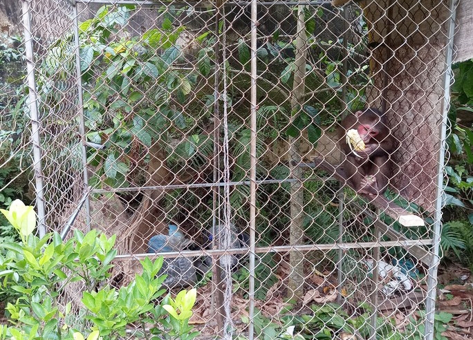 Trung tâm Cứu hộ và Bảo tồn động, thực vật hoang dã quý hiếm Cúc Phương tiếp nhận cá thể khỉ mặt đỏ