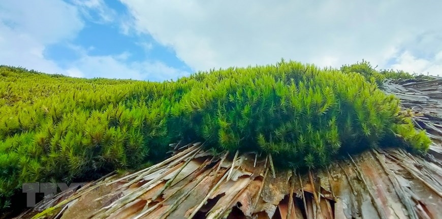 Những mảng rêu được hình thành, phát triển nhờ sự đặc thù của thời tiết ẩm, mát mẻ quanh năm. (Ảnh: Nam Thái/TTXVN)