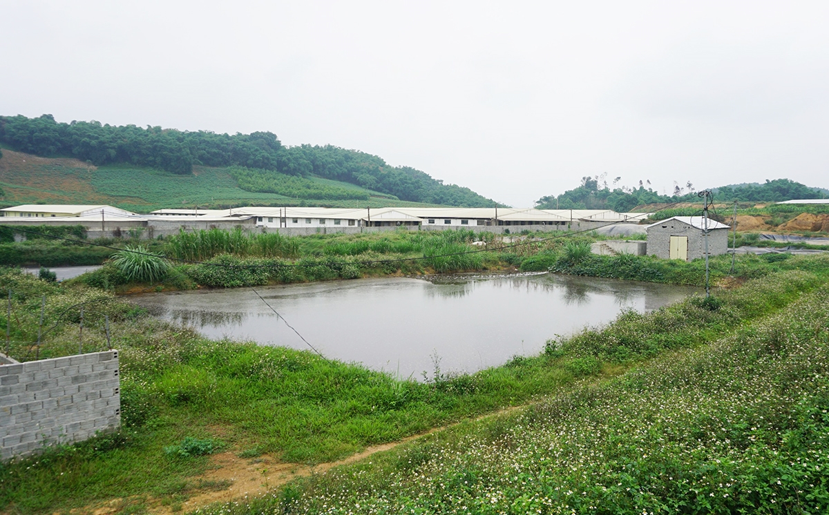 Trang trại nuôi lợn của Công ty Cổ phần Phát triển nông nghiệp sạch KP Phúc Thịnh