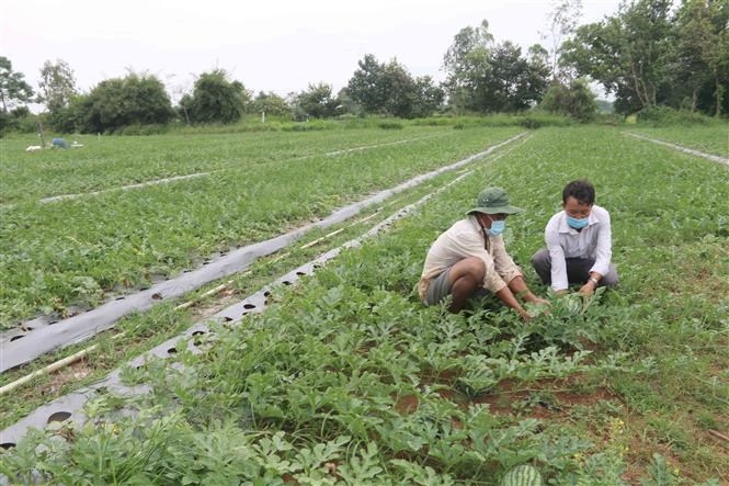 Nông dân Trà Vinh chăm sóc ruộng dưa sắp thu hoạch. (Ảnh: TTXVN)