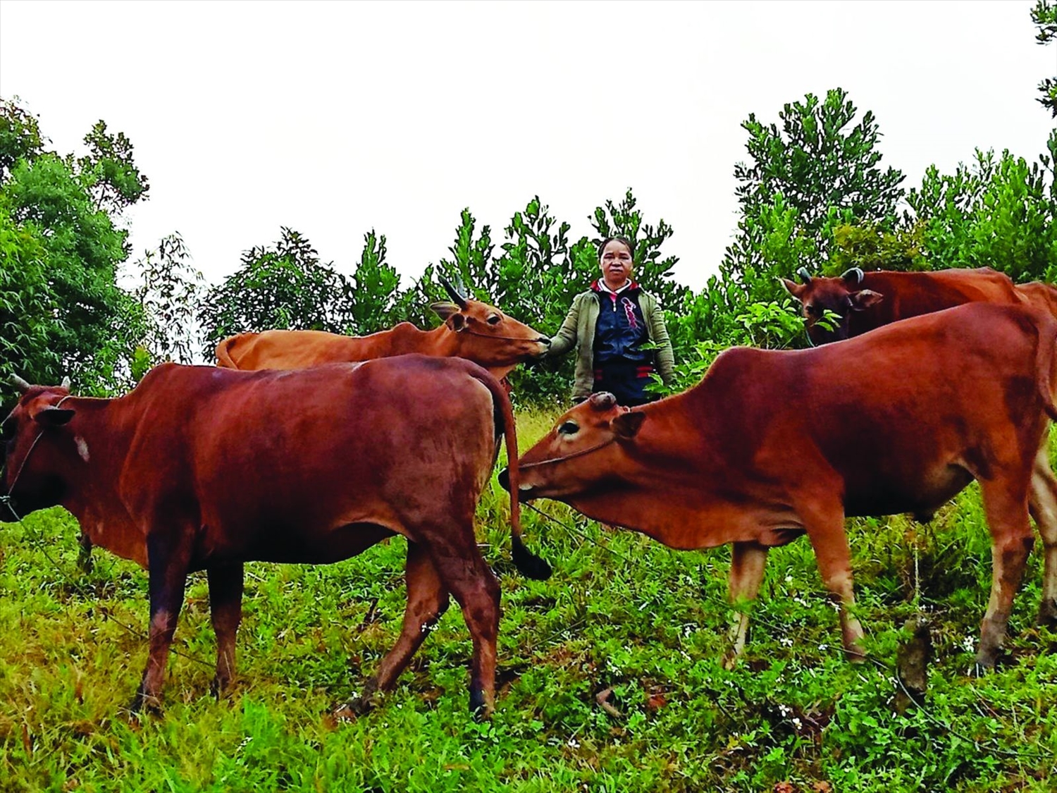 Mô hình nuôi bò sinh sản giúp nhiều gia đình DTTS ở A Roàng thoát nghèo