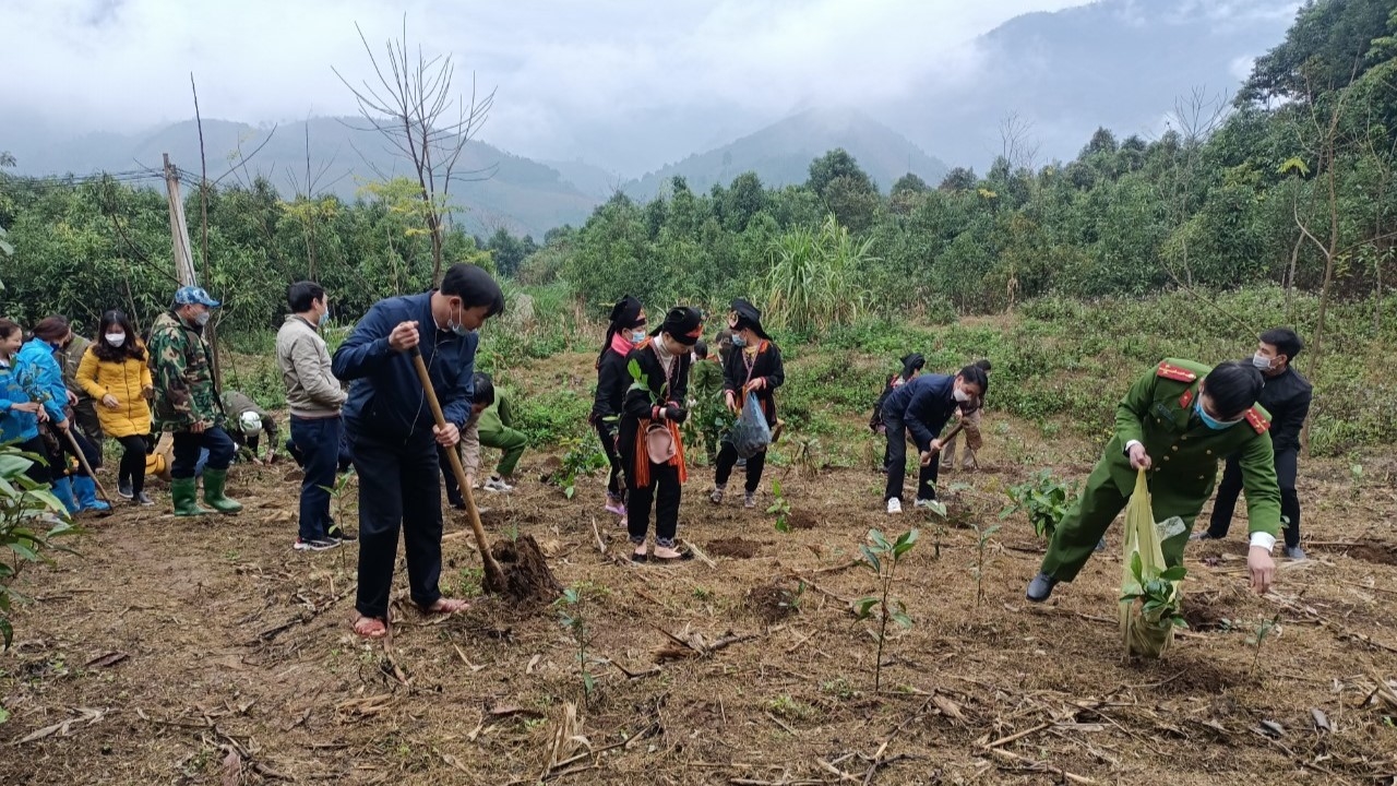 Nhân dân xã Xuân Tầm, huyện Văn Yên, tỉnh Yên Bái cùng trồng cây quế vào dịp đầu Xuân