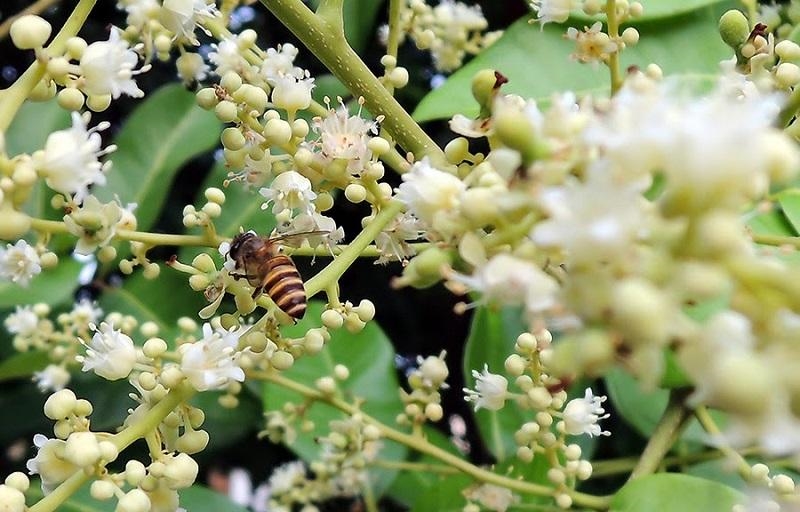 Từ tháng 1 đến tháng 4, anh Triệu Văn Cường đưa ong đi hút mật hoa vải, hoa nhãn