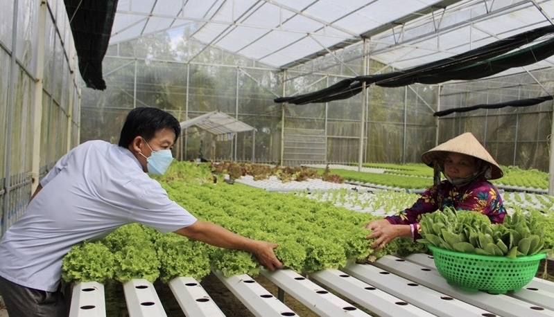 Anh Hồ Thanh Huy thành triệu phú nhờ mô hình trồng rau nuôi cá tự động   Kinh nghiệm làm ăn  Báo ảnh Dân tộc và Miền núi