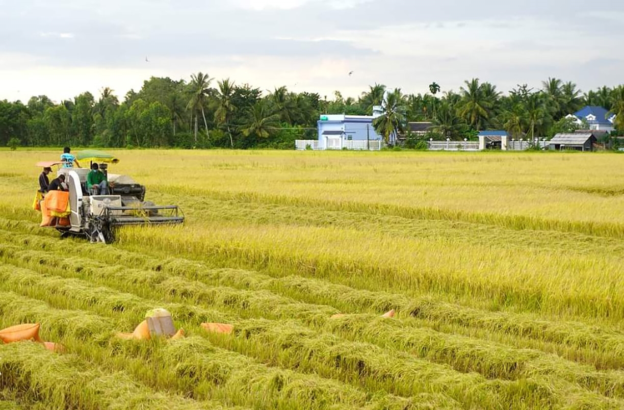 Đồng bào Khmer tại huyện Trần Đề tất bật vào vụ thu hoạch lúa