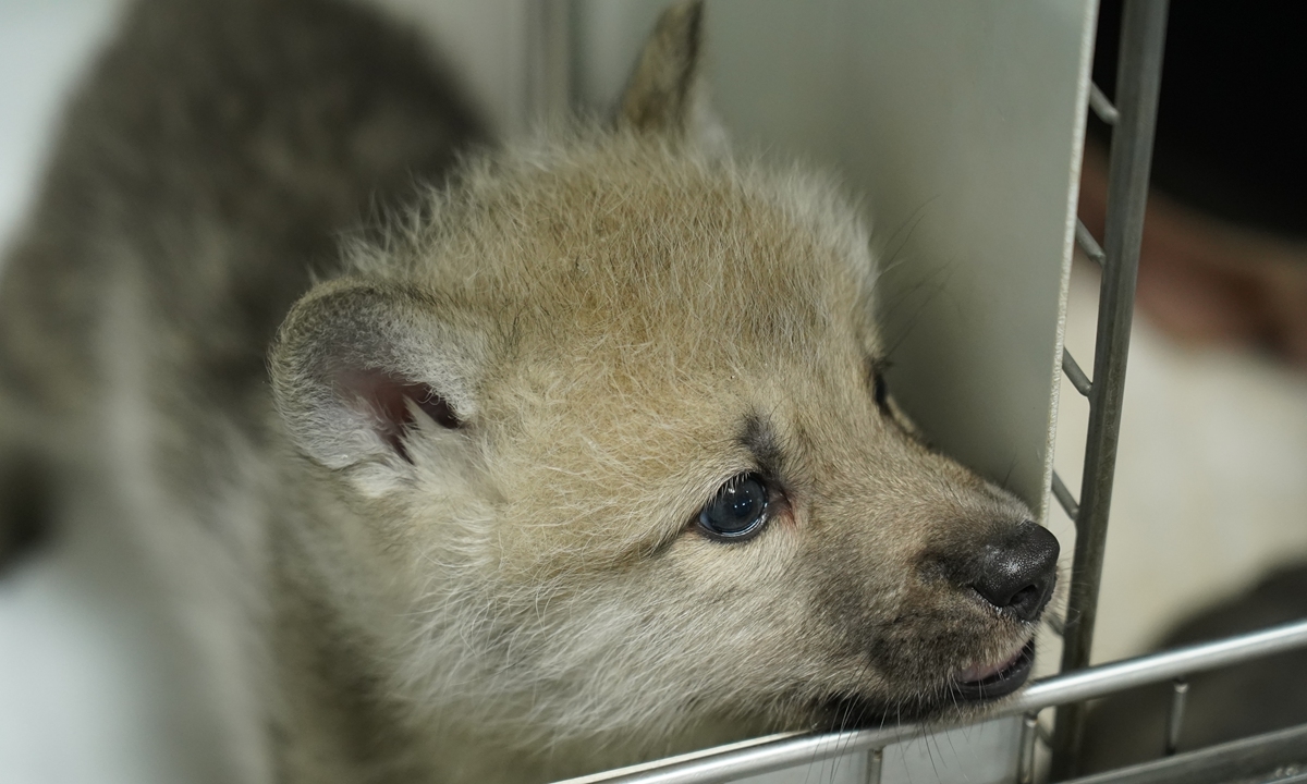 Con sói Bắc Cực hoang dã được nhân bản đầu tiên trên thế giới - Maya. Ảnh: Sinogene Biotechnology Co