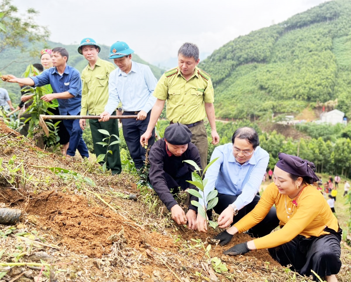 Chủ tịch UBND tỉnh Lào Cai Trịnh Xuân Trường (thứ hai từ phải qua) tham gia trồng quế với bà con nông dân xã Vĩnh Yên huyện Bảo Yên
