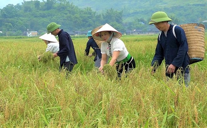 Đồng bào Thái hái những bông lúa nếp chắc mẩy ngoài cánh đồng Tú Lệ để mang về làm cốm