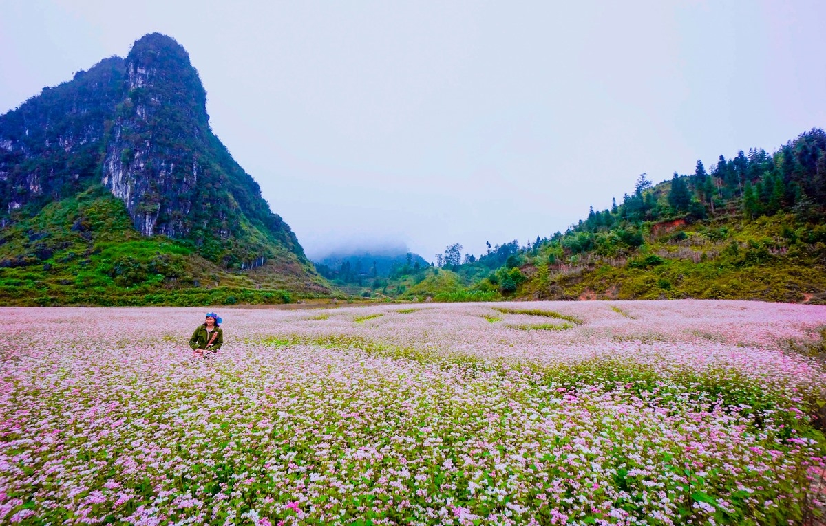 Một thung lũng hoa tam giác mạch tại Hà Giang