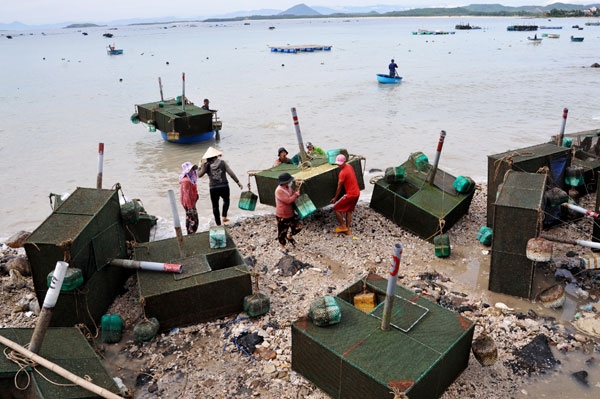 Người dân xã An Hòa Hải (huyện Tuy An) đưa lồng nuôi thủy sản đã thu hoạch lên bờ nhằm tránh thiệt hại do bão gây ra. Ảnh: ANH NGỌC