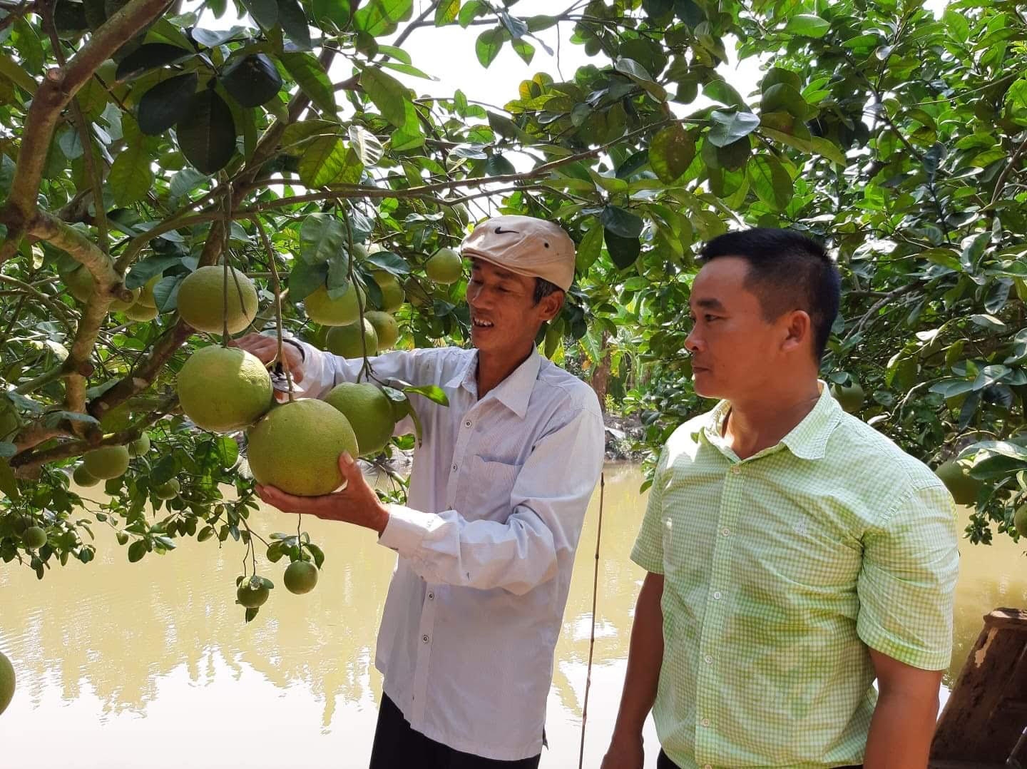 15 ha trồng bưởi đào ở thôn Lập Lễ, xã Thanh Hồng (huyện Thanh Hà, tỉnh Hải Dương) lần đầu tiên được cấp mã số vùng trồng