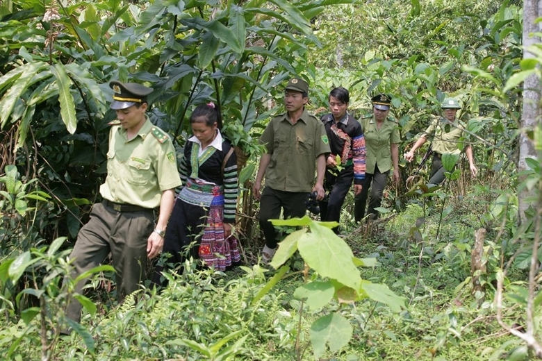 Do sản xuất kinh doanh thua lỗ, Lâm trường Văn Chấn (Yên Bái) sáp nhập vào Ban Quản lý rừng phòng hộ huyện Mù Cang Chải từ tháng 8/2018