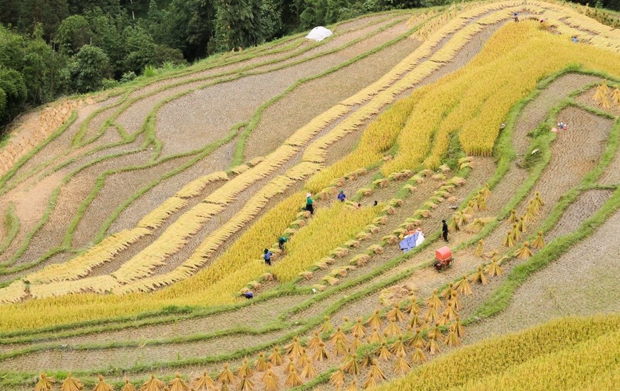 Người dân thu hoạch trên những thửa ruộng lúa chín sớm. (Ảnh: Nam Thái/TTXVN)