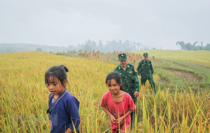 Bộ đội Biên phòng luôn hỗ trợ, thăm lúa, thu hoạch lúa giúp người dân. (Ảnh: Nam Thái/TTXVN)