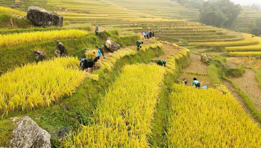 Bộ đội Biên phòng giúp dân gặt lúa. (Ảnh: Nam Thái/TTXVN)