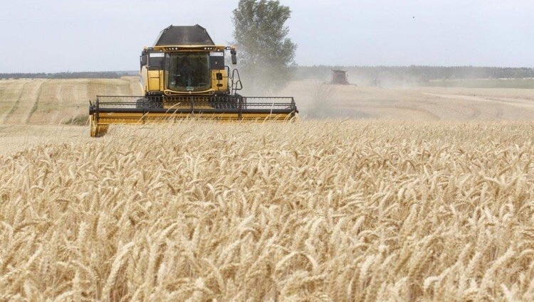 Các lệnh trừng phạt Nga sẽ dẫn đến tình trạng khan hiếm lúa mì 