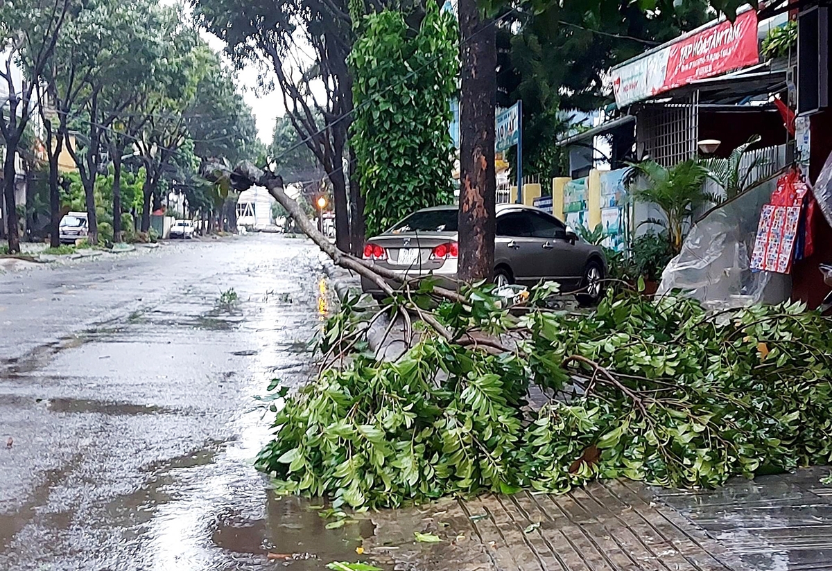 Nhiều cây xanh trên đường phố Tp. Pleiku bị gãy đổ