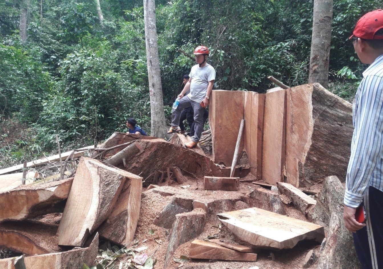 Do buông lỏng quản lý nên diện tích đất rừng giao cho nhiều công ty NLN liên tục bị xâm chiếm. (Trong ảnh: Hiện trường vụ khai thác gỗ hương trái phép tại Công ty TNHH MTV lâm nghiệp Krông Pa, tỉnh Gia Lai - Ảnh: công an tỉnh Gia Lai)