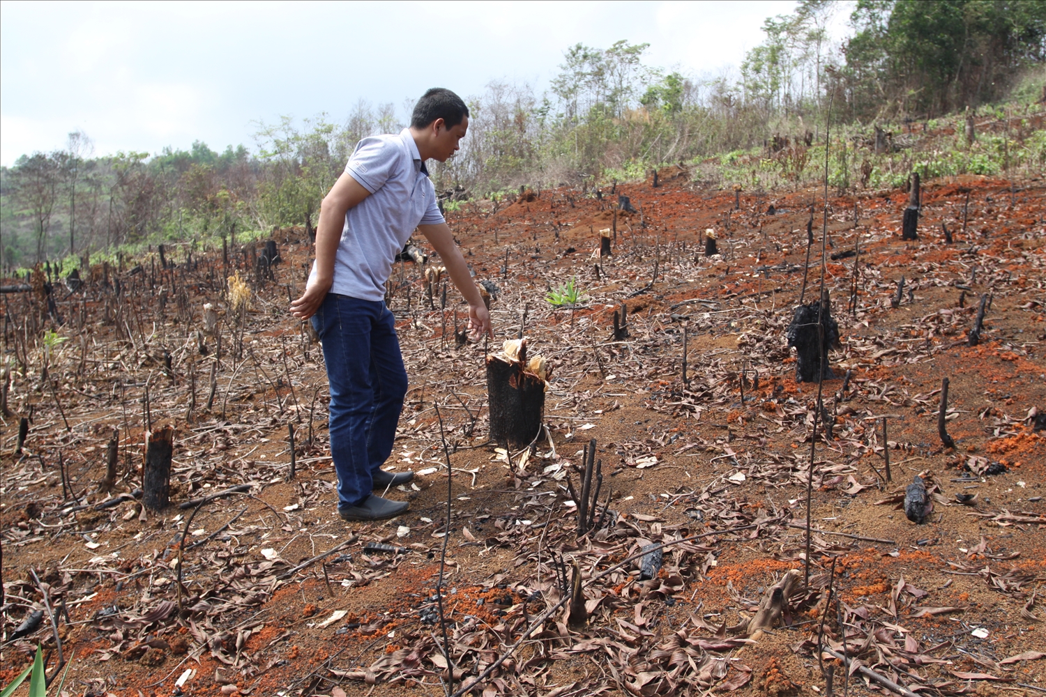 Giai đoạn 2010 – 2020, khu vực Tây Nguyên mất hơn 300.000 ha rừng, tốc độ mất rừng tự nhiên bình quân vào khoảng 46.000 ha/năm. (Trong ảnh: Diện tích rừng bị mất ở xã Quảng Sơn, huyện Đăk Glong, tỉnh Đăk Nông)