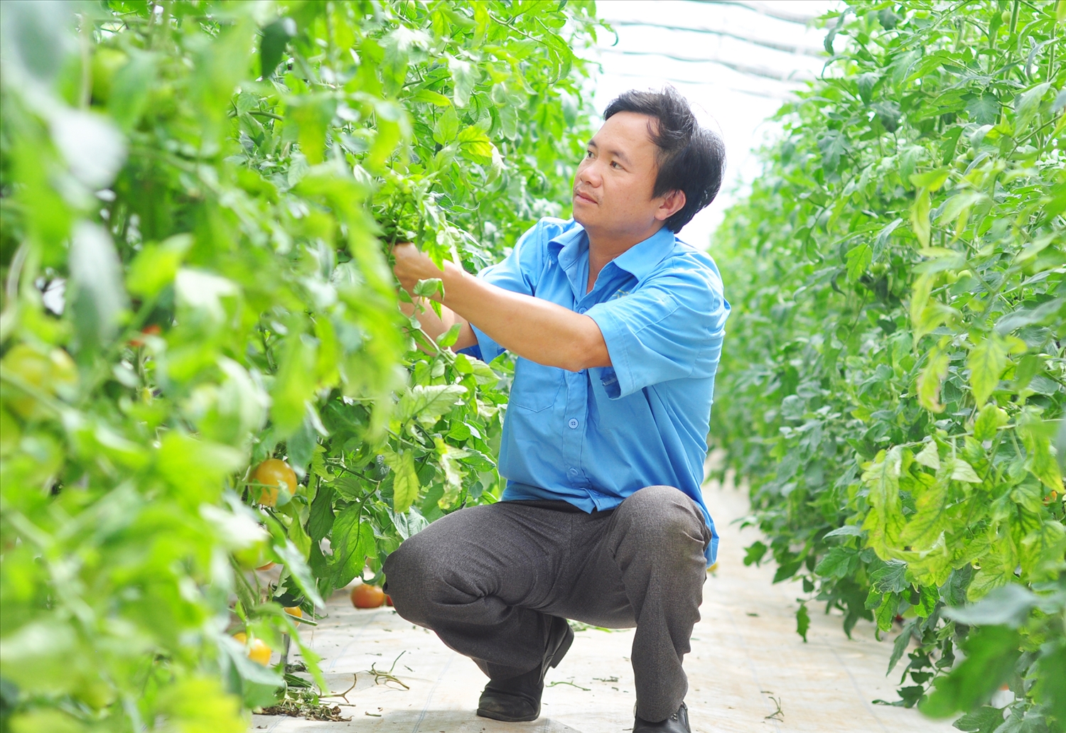 Hình ảnh: Lâm Đồng: Tăng cường kiểm tra các cơ sở kinh doanh nông sản sau vụ rau chợ “đội lốt” VietGAP vào siêu thị số 1