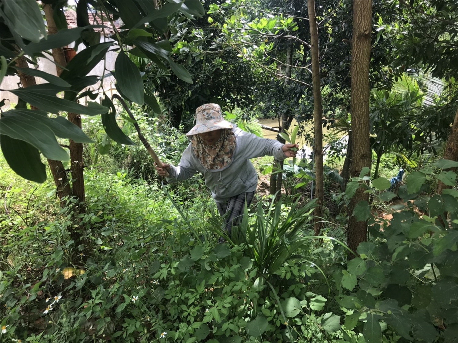 Chị Hồng đang chăm sóc vườn keo sắp đến kỳ thu hoạch