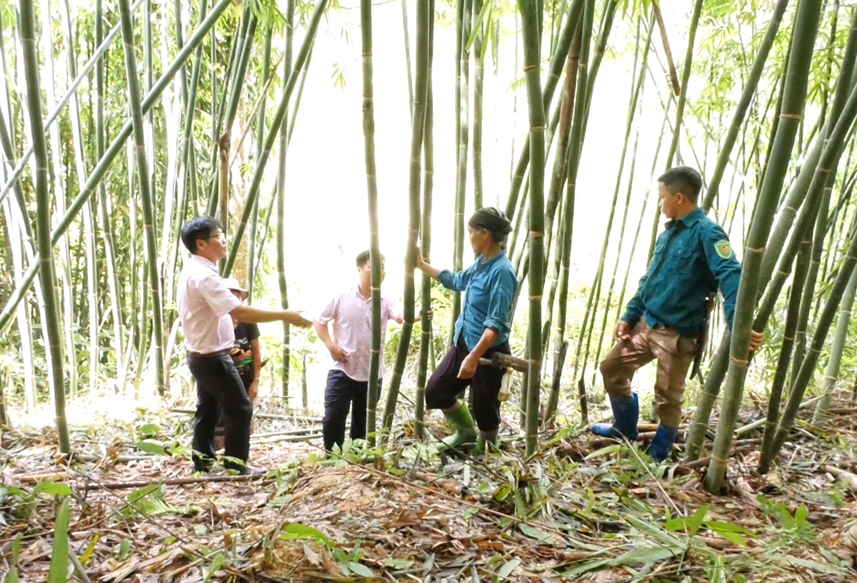 Cán bộ tín dụng Ngân hàng Chính sách xã hội huyện thăm rừng vầu gia đình anh Lương Văn Tuyên