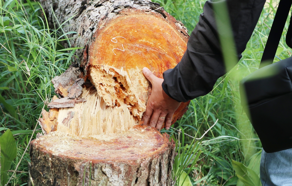 Nhiều cây thông có đường kính từ 15 - 40 cm bị chặt hạ