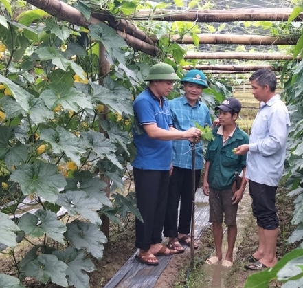 Lãnh đạo và cán bộ kỹ thuật xã Mường Than, huyện Than Uyên hướng dẫn kỹ thuật tỉa ngọn bí đao cho các hộ sản xuất