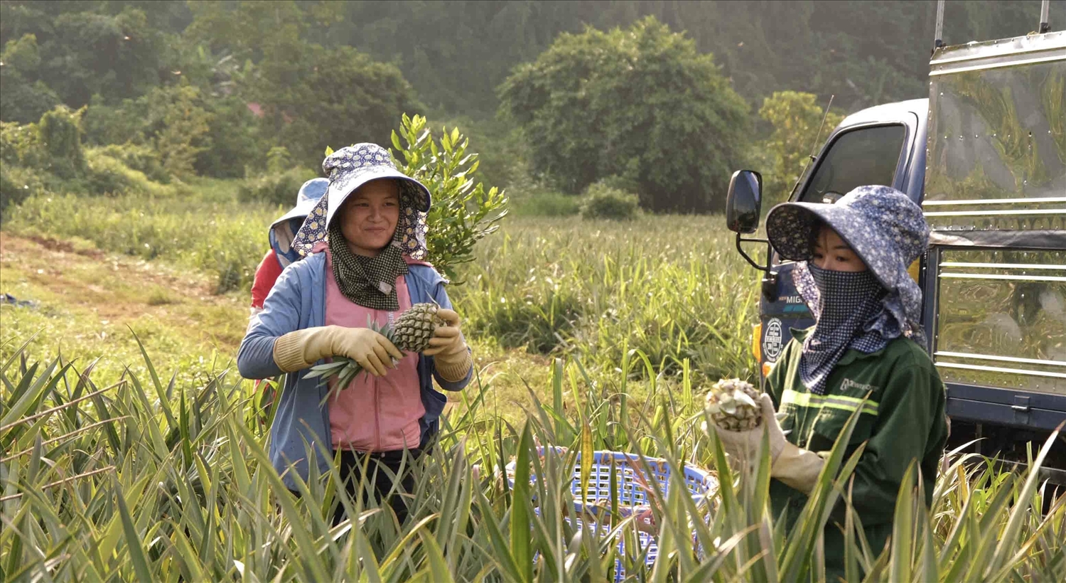 Nông dân xã Nậm Tăm, huyện Sìn Hồ thu hoạch dứa theo chính sách liên kết bao tiêu sản phẩm với doanh nghiệp.