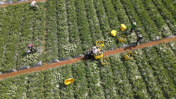 Ruộng trồng dưa hấu tại Sóc Trăng