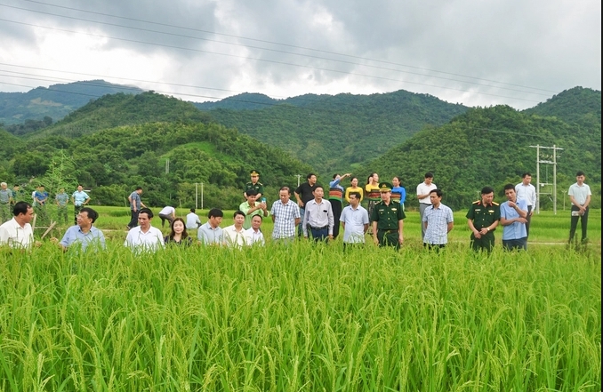 Các đại biểu tham quan mô hình trồng lúa nếp Cay Nọi tại huyện Mường Lát