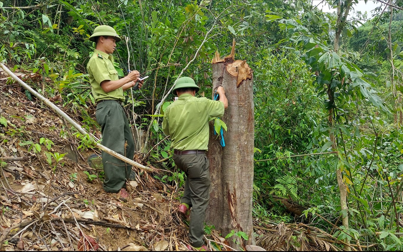 Lực lượng Kiểm Lâm đang tiến hành kiểm tra hiện trường vụ xâm hại rừng tự nhiên tại xã Cam Tuyền. (Ảnh ĐN)  