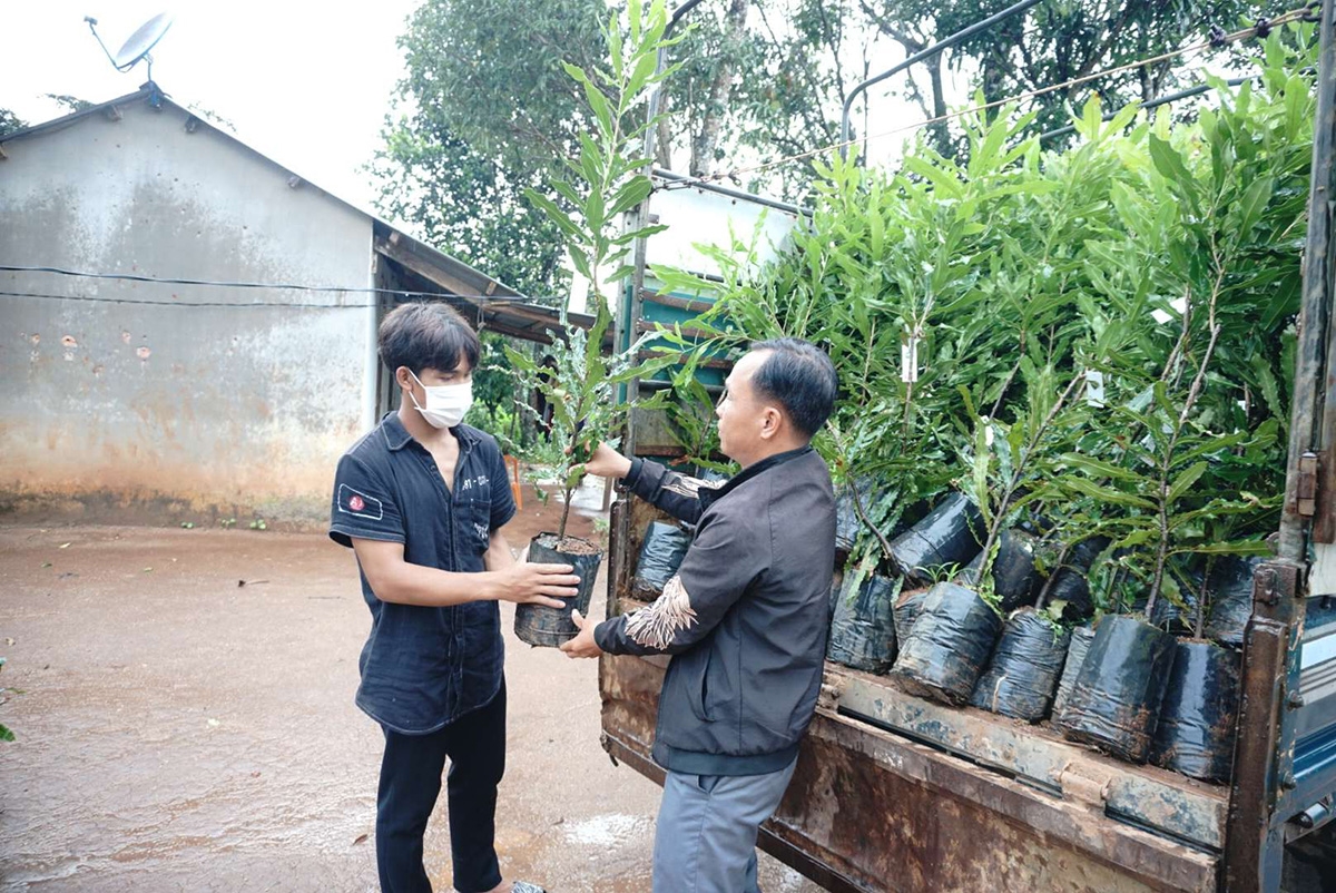Xã Ngọc Tụ đẩy mạnh việc trồng cây mắc ca. (Ảnh: VT) 