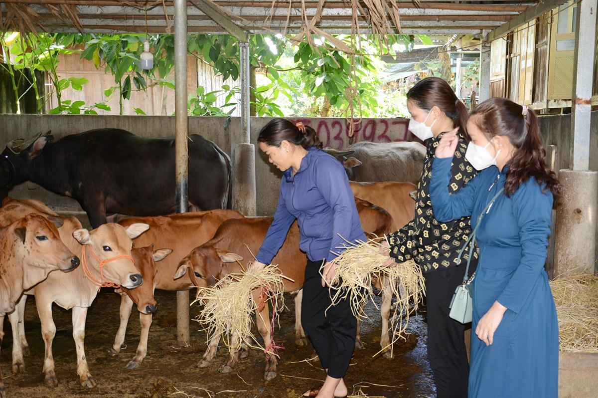 Huyện Than Uyên ngày càng có nhiều mô hình chăn nuôi với số lượng lớn