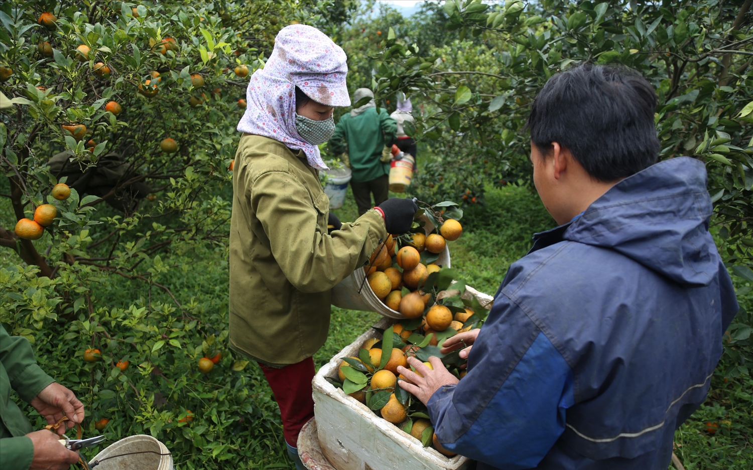 Mỗi ha giao khoán trồng cam ở Công ty TNHH MTV nông nghiệp Xuân Thành người nhận khoán phải nộp từ 2,8 – 3,8 triệu đồng.
