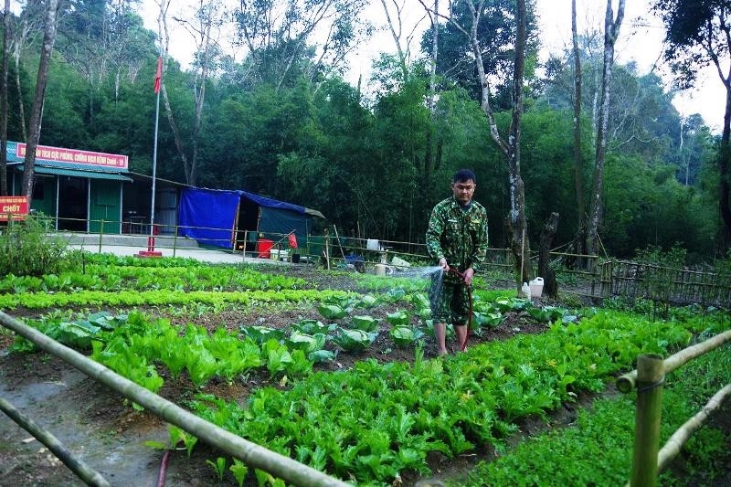 Bộ đội biên phòng Kỳ Sơn trồng rau xanh để phục vụ bữa ăn hàng ngày