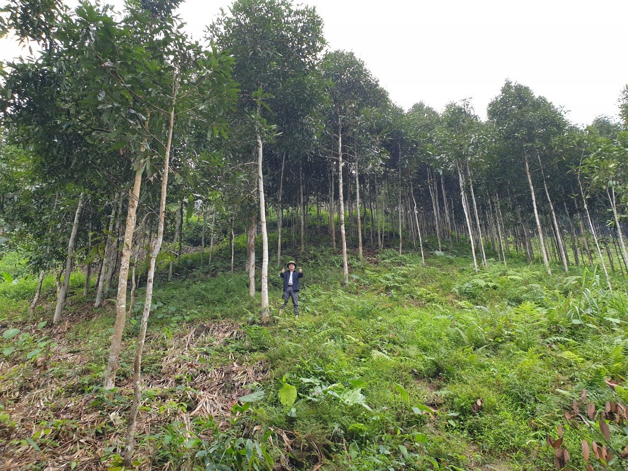 Liên kết trồng rừng kinh tế đem lại thu nhập khá cho người dân huyện Văn Yên, Yên Bái 
