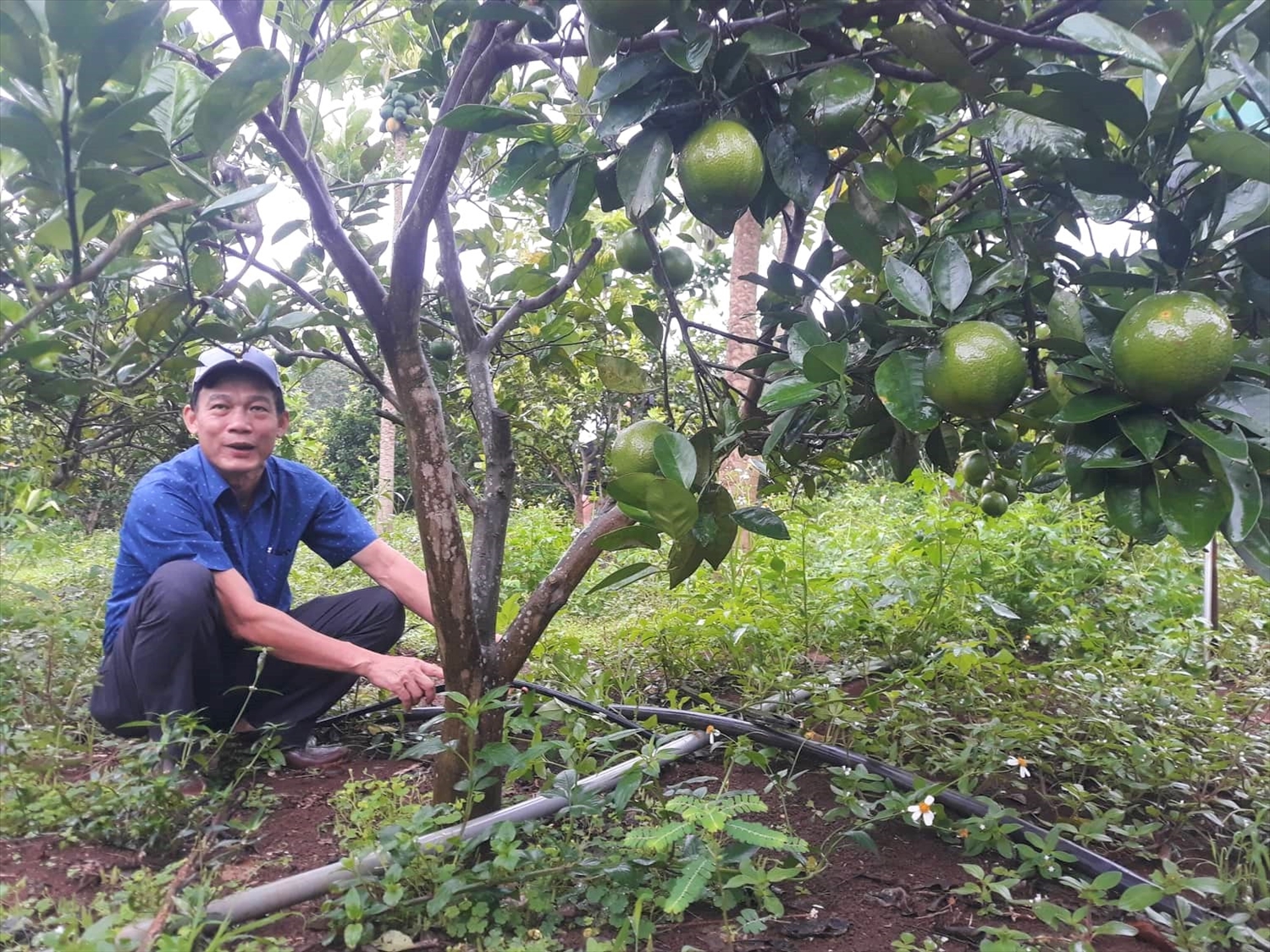 Ông Trần Cẩn, Giám đốc Trung tâm Khuyến nông tỉnh Quảng Trị chia sẻ kỹ thuật tưới nhỏ giọt tại mô trồng hình cam