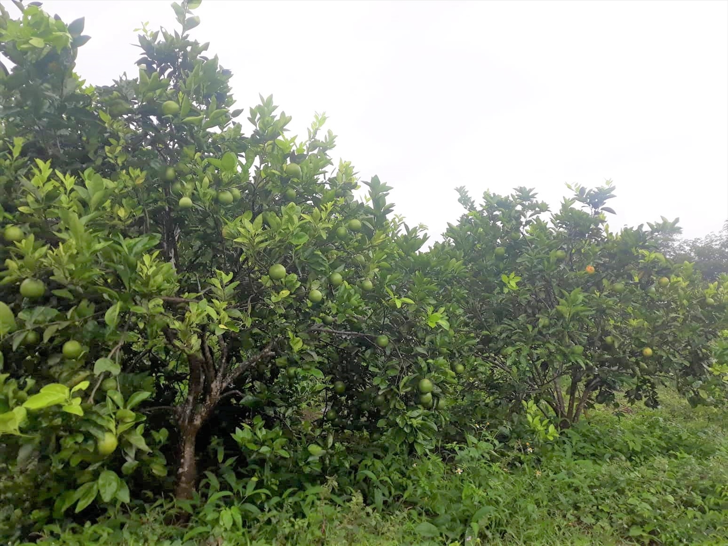 Sau 4 năm trồng và chăm sóc đúng kỹ thuật, cây cam Vinh phát triển rất tốt trên đất xứ Cùa
