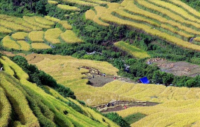 Người dân xã biên giới Tung Qua Lìn, huyện Phong Thổ tranh thủ thời tiết thuận lợi để thu hoạch lúa
